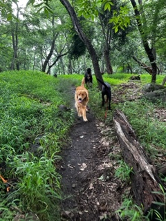 Trail Tails NYC – Dogs Gone Wild