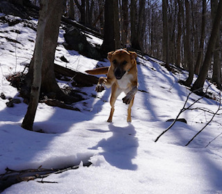 Trail Tails NYC – Dogs Gone Wild